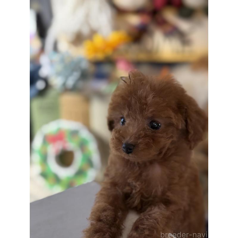 成約済の宮崎県のティーカッププードル-426664の7枚目