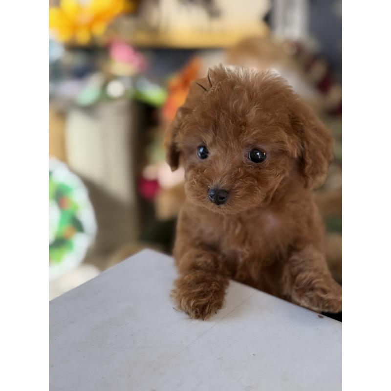 成約済の宮崎県のティーカッププードル-426664の6枚目