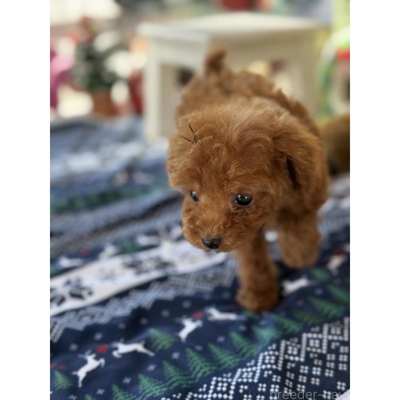 成約済の宮崎県のティーカッププードル-426664の5枚目