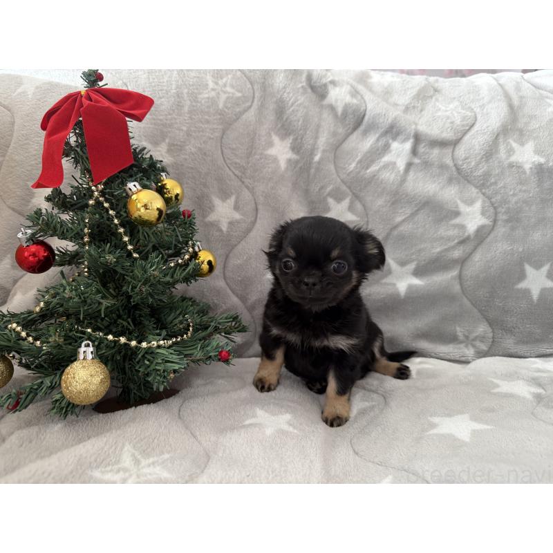 商談中の埼玉県のチワワ(ロングコート)-429673の10枚目