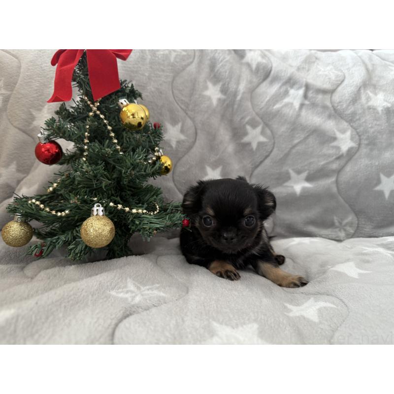 商談中の埼玉県のチワワ(ロングコート)-429673の9枚目