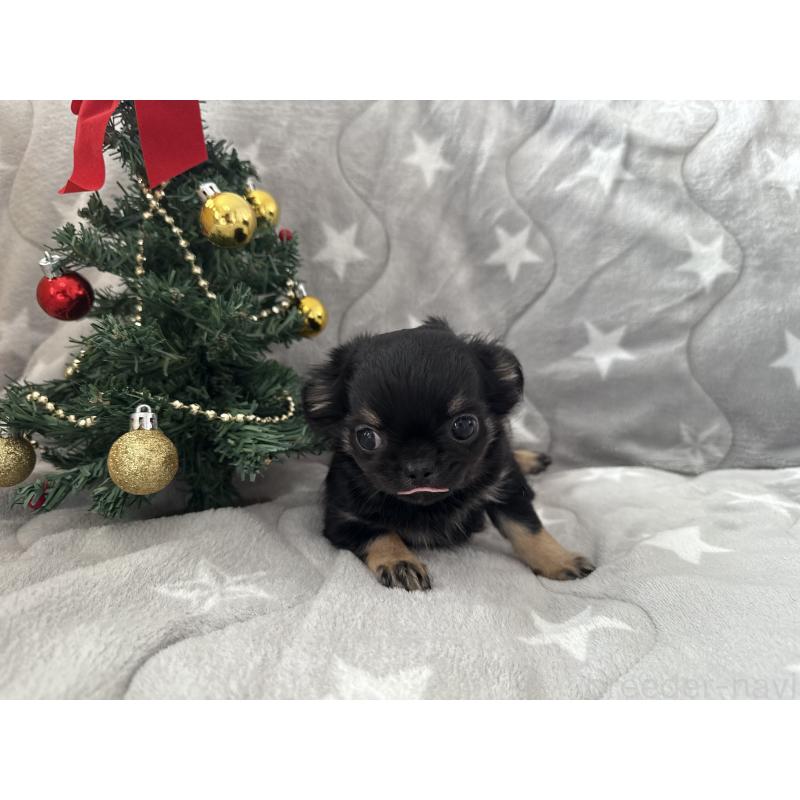 商談中の埼玉県のチワワ(ロングコート)-429673の7枚目