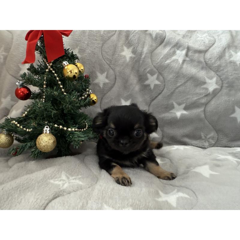 商談中の埼玉県のチワワ(ロングコート)-429673の6枚目