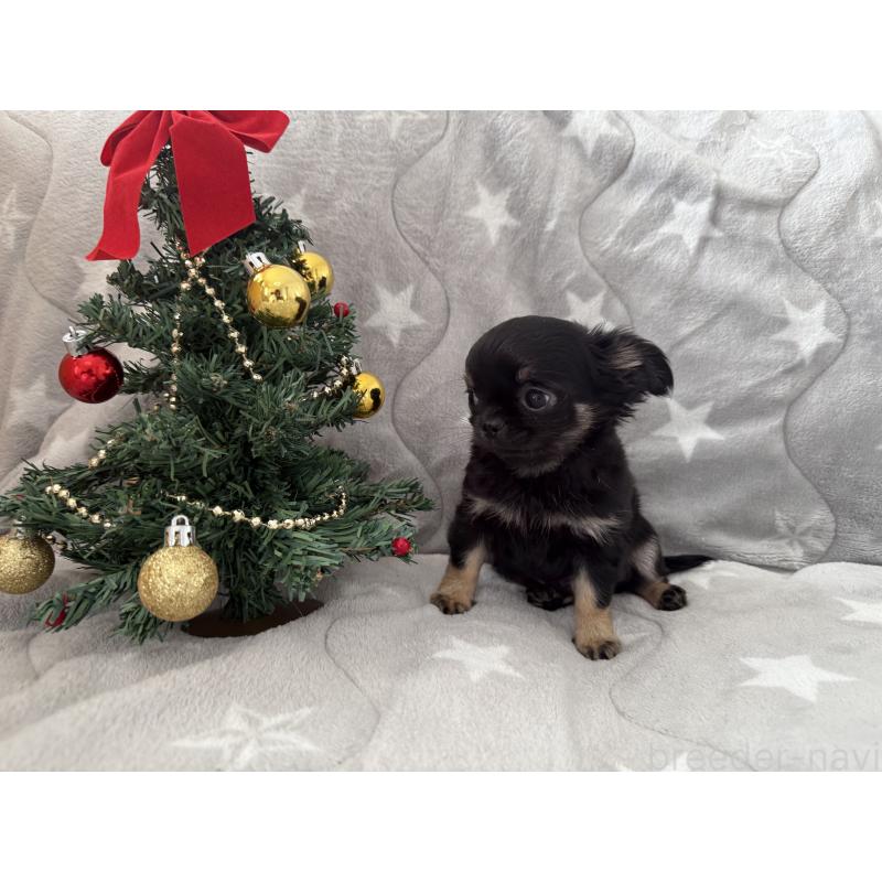 商談中の埼玉県のチワワ(ロングコート)-429673の4枚目