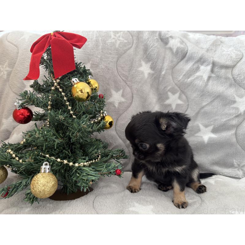 商談中の埼玉県のチワワ(ロングコート)-429673の3枚目