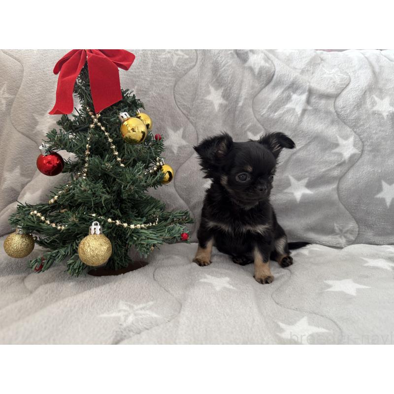 商談中の埼玉県のチワワ(ロングコート)-429673の2枚目