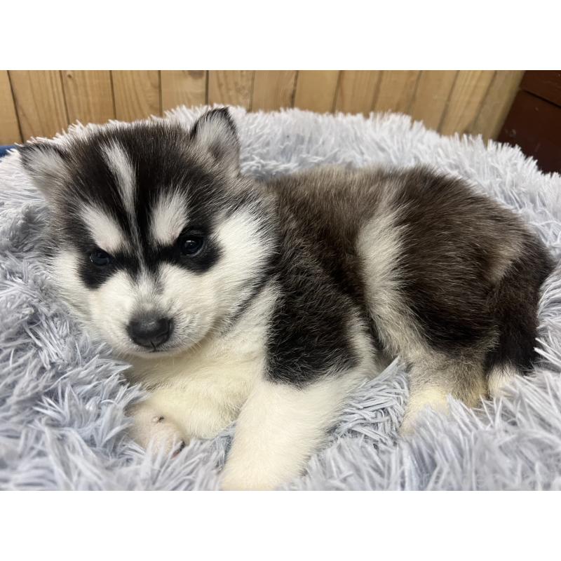 販売中の静岡県のシベリアンハスキー-429675の6枚目