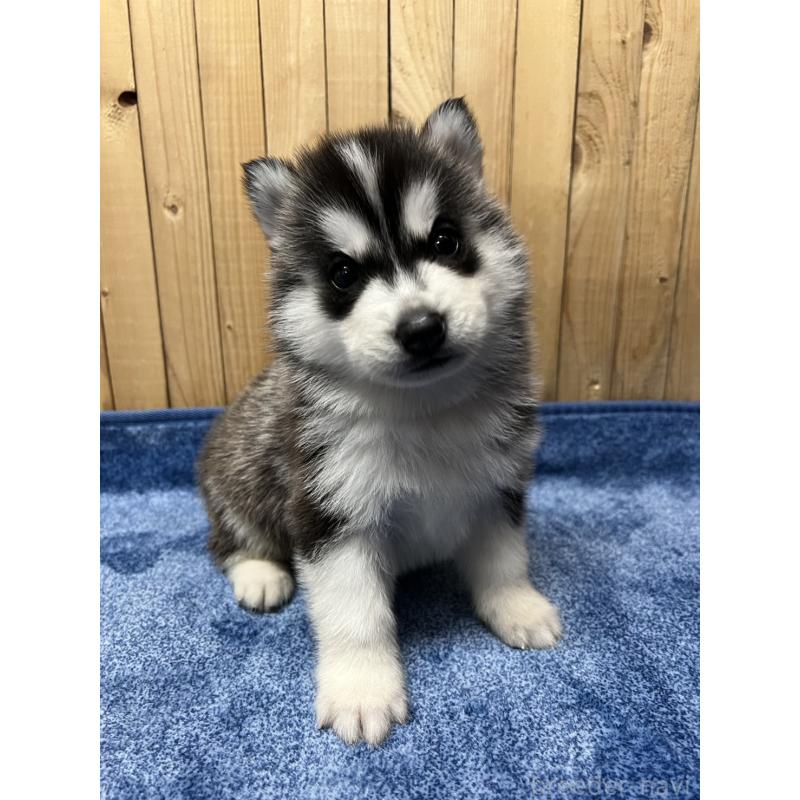 販売中の静岡県のシベリアンハスキー-429675の5枚目