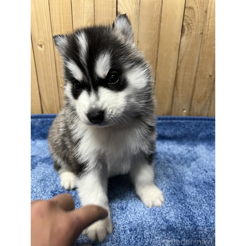 販売中の静岡県のシベリアンハスキー-429675の4枚目