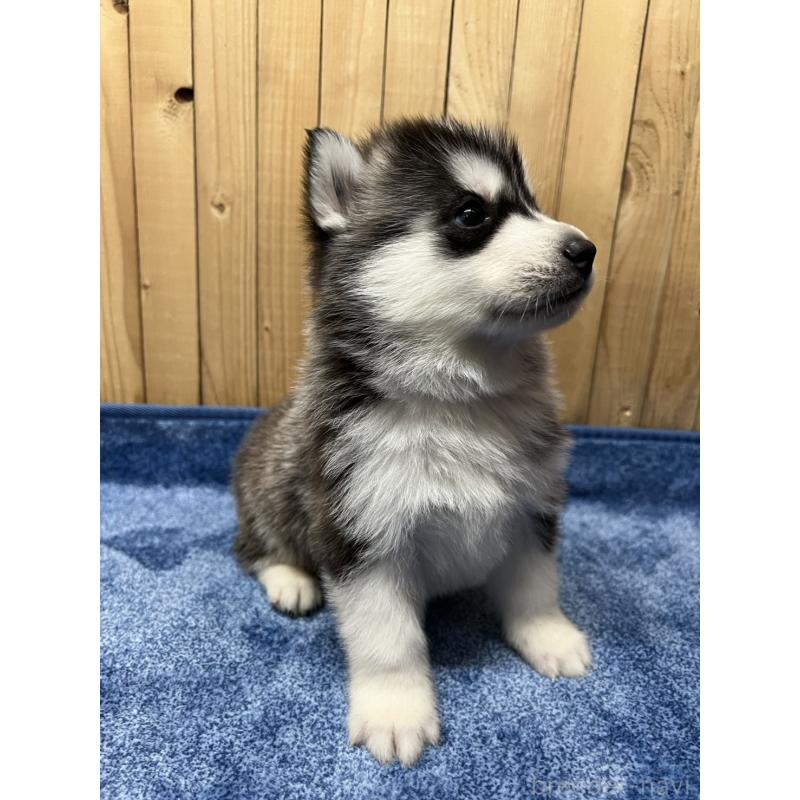 販売中の静岡県のシベリアンハスキー-429675の3枚目