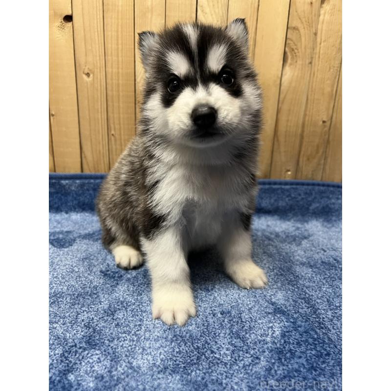 販売中の静岡県のシベリアンハスキー-429675の2枚目