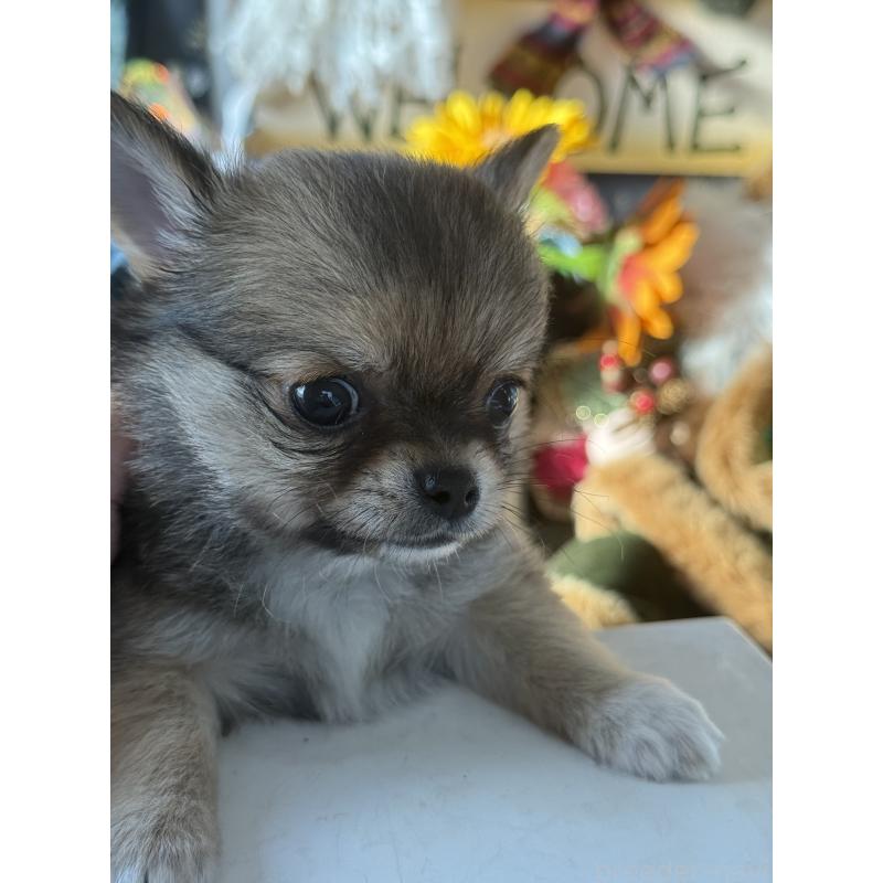 成約済の宮崎県のチワワ(ロングコート)-426662の5枚目