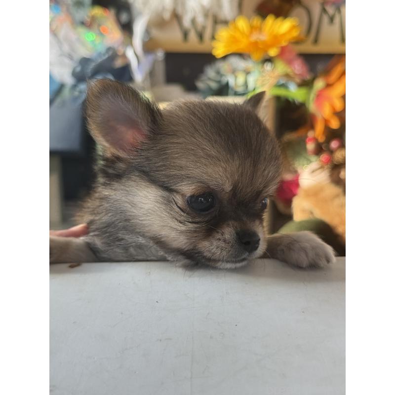 成約済の宮崎県のチワワ(ロングコート)-426662の4枚目