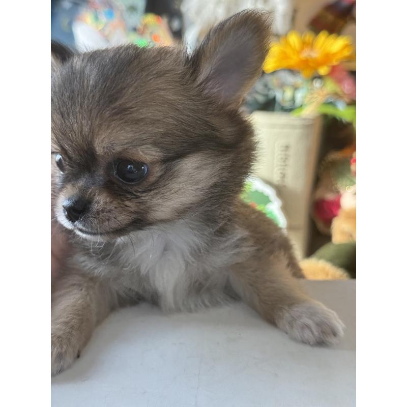 成約済の宮崎県のチワワ(ロングコート)-426662の3枚目