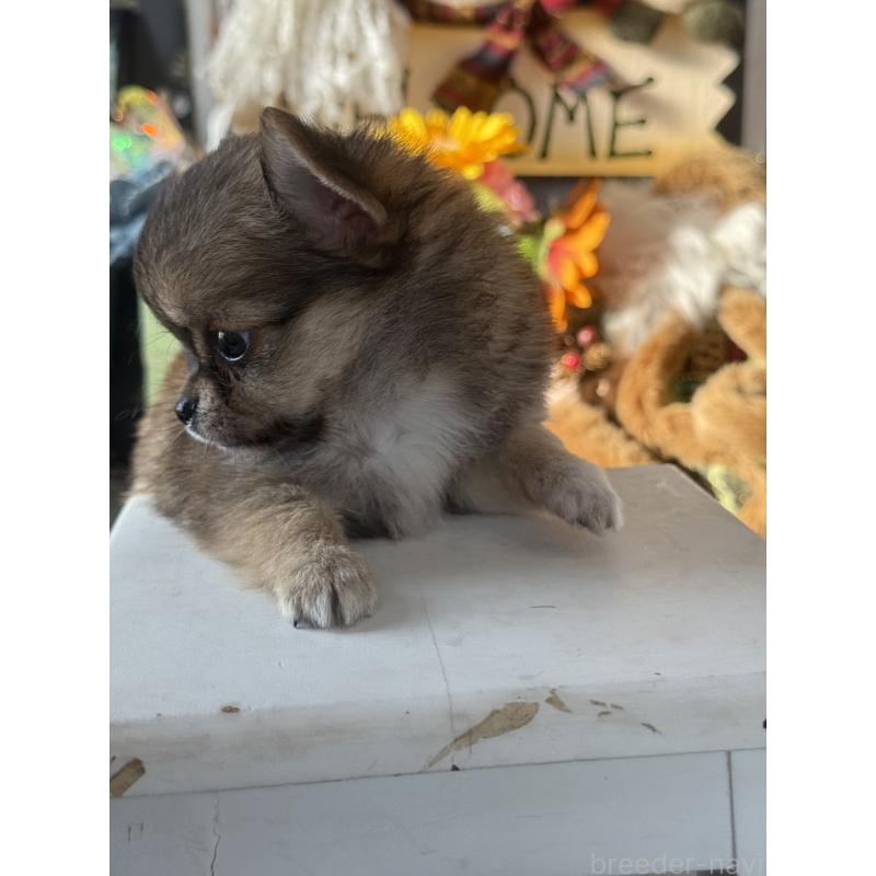 成約済の宮崎県のチワワ(ロングコート)-426662の2枚目