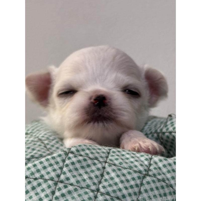 販売中の神奈川県のチワワ(ロングコート)-429572の3枚目