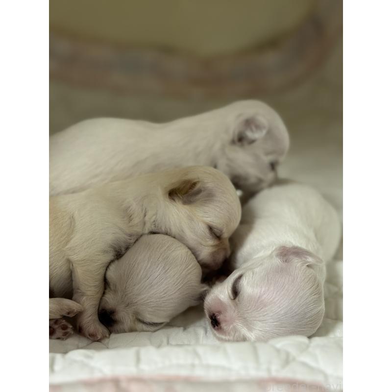 販売中の神奈川県のチワワ(ロングコート)-429572の2枚目