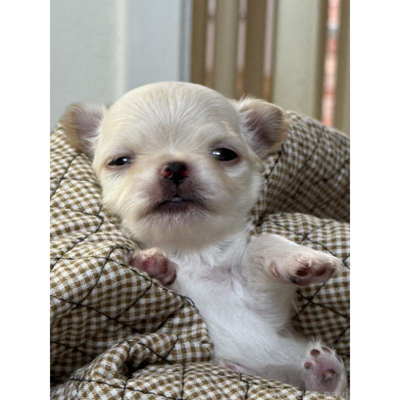 販売中の神奈川県のチワワ(ロングコート)-429573の3枚目