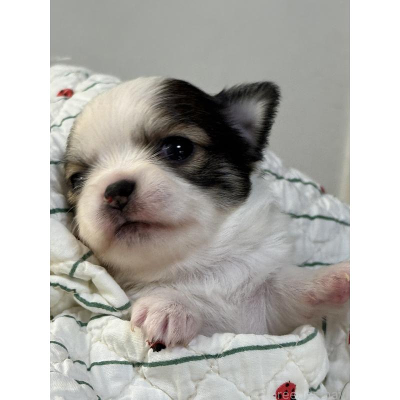 販売中の神奈川県のチワワ(ロングコート)-429574の4枚目