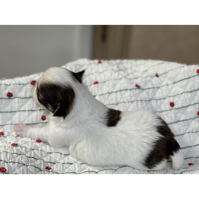 販売中の神奈川県のチワワ(ロングコート)-429574の3枚目