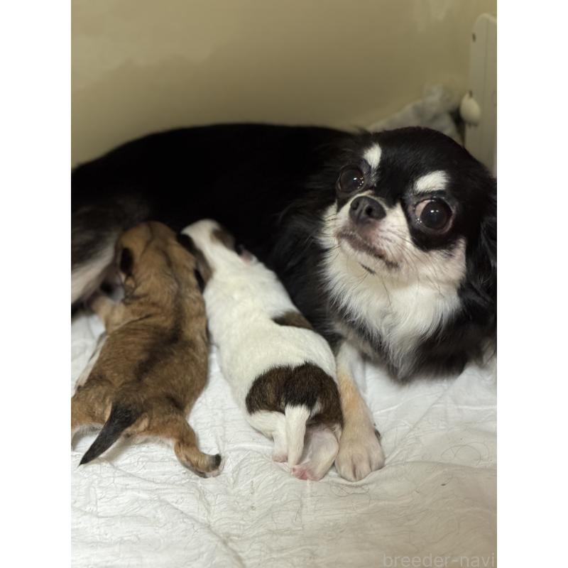 販売中の神奈川県のチワワ(ロングコート)-429574の2枚目