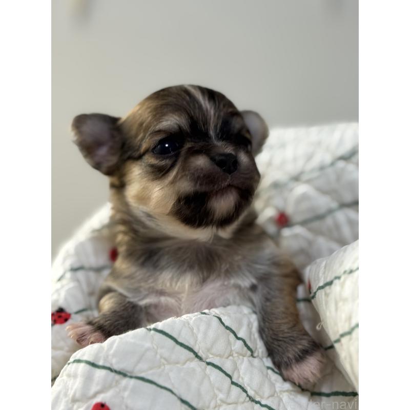 販売中の神奈川県のチワワ(ロングコート)-429575の6枚目