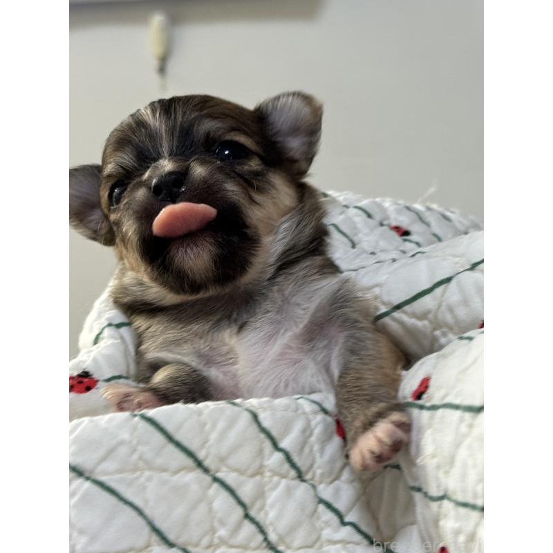 販売中の神奈川県のチワワ(ロングコート)-429575の4枚目