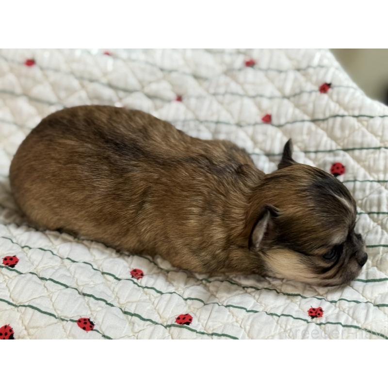 販売中の神奈川県のチワワ(ロングコート)-429575の3枚目