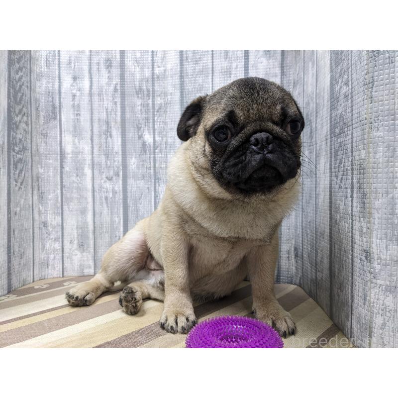 販売中の埼玉県のパグ-429576の5枚目