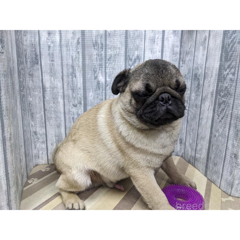 販売中の埼玉県のパグ-429576の3枚目