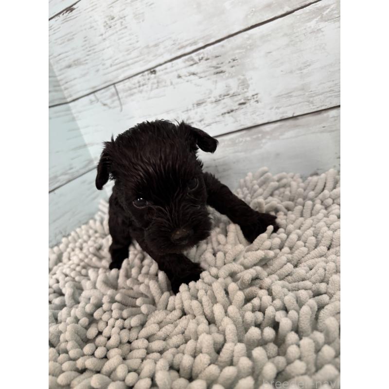 販売中の埼玉県のミニチュアシュナウザー-429578の2枚目