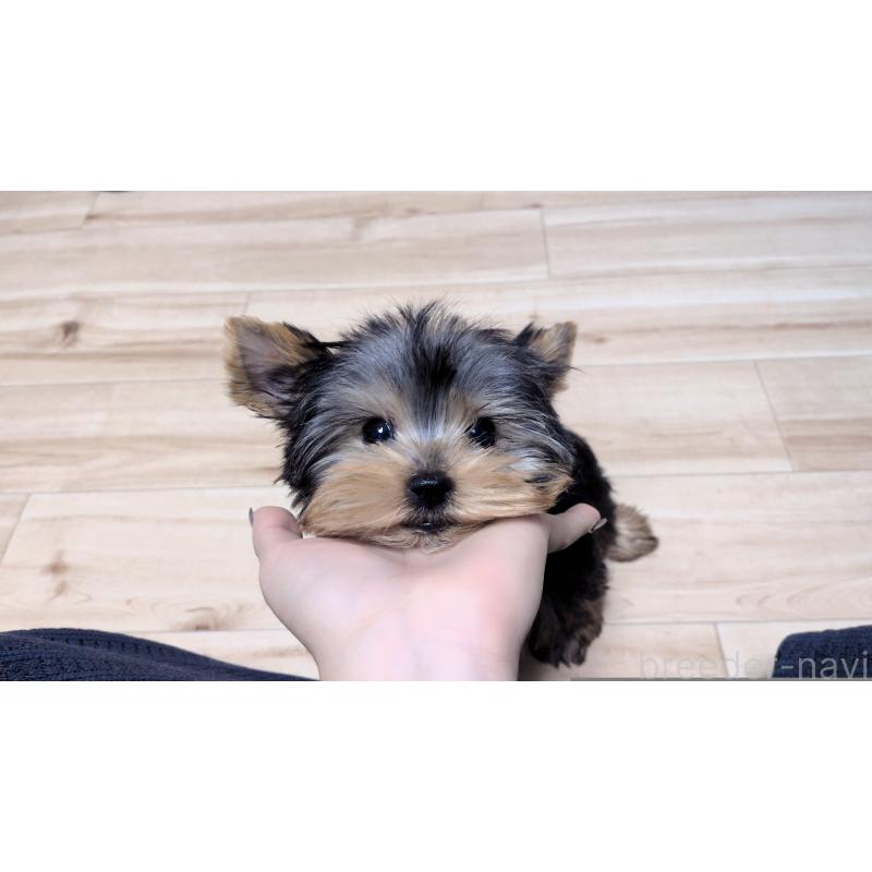 成約済の茨城県のヨークシャーテリア-420149の3枚目