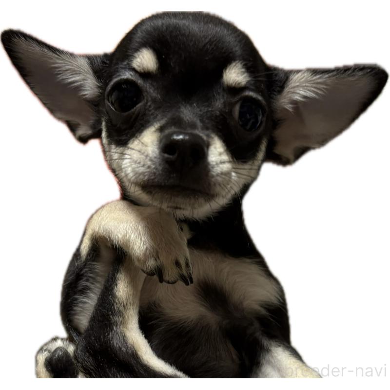 販売中の広島県のチワワ(スムースコート)-429580の1枚目