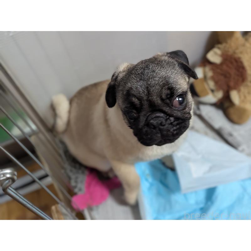 成約済の愛知県のパグ-408174の4枚目