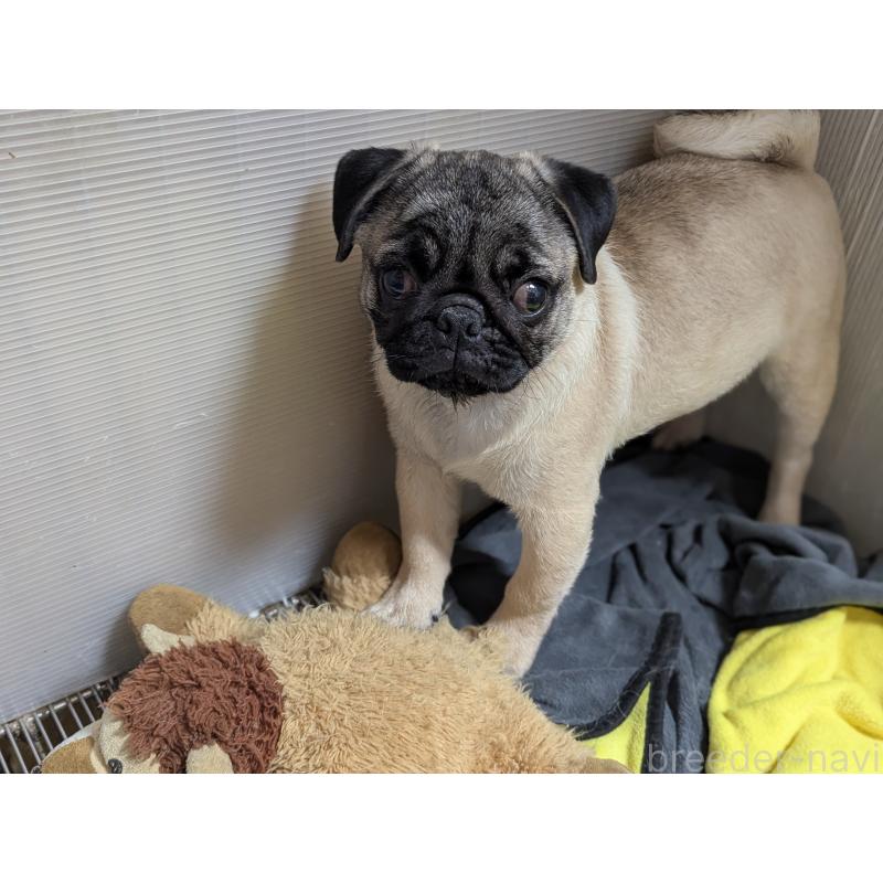 成約済の愛知県のパグ-408174の2枚目