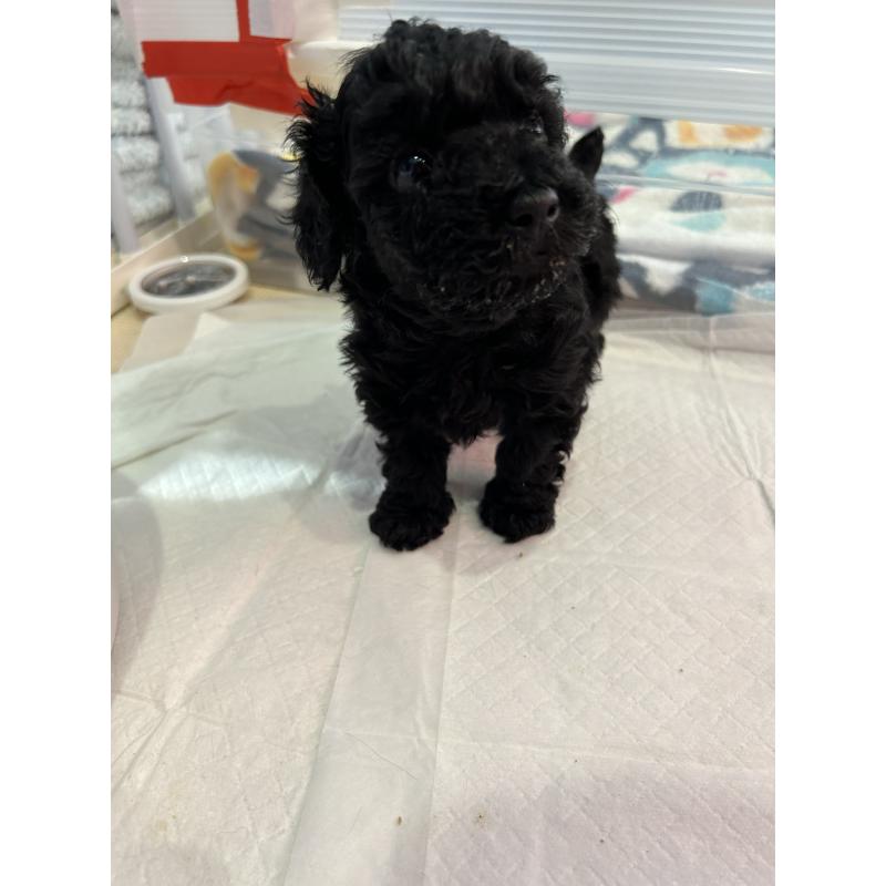 販売中の岡山県のタイニープードル-426929の6枚目