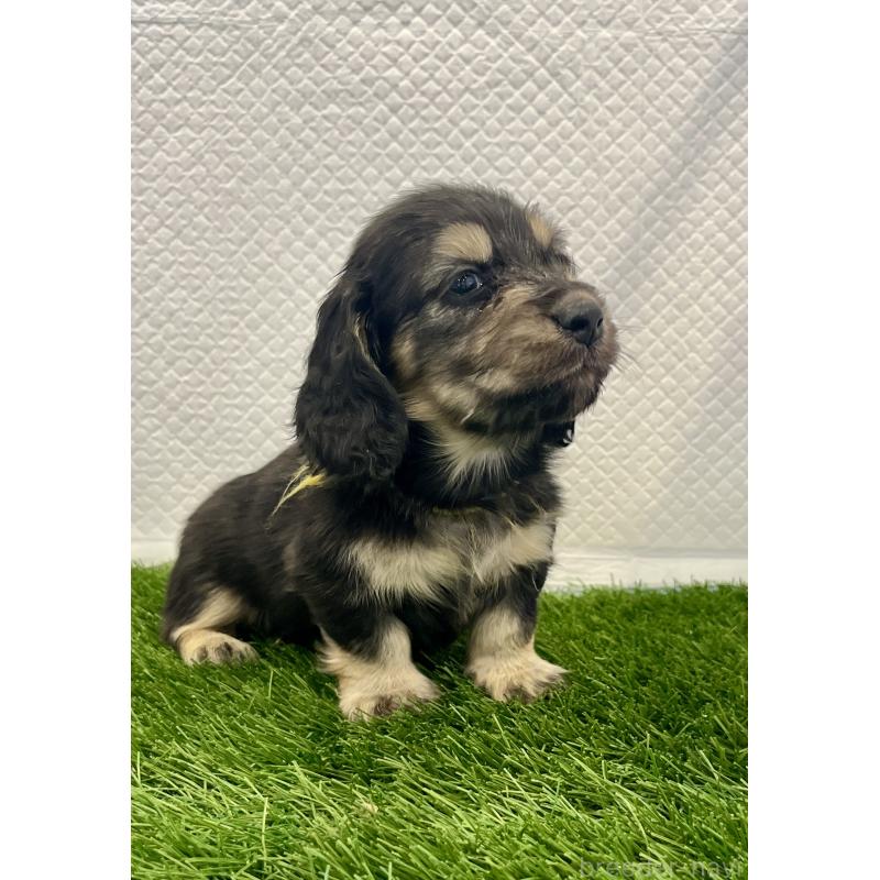 販売中の群馬県のミニチュアダックスフンド(ロングヘアード)-429581の4枚目