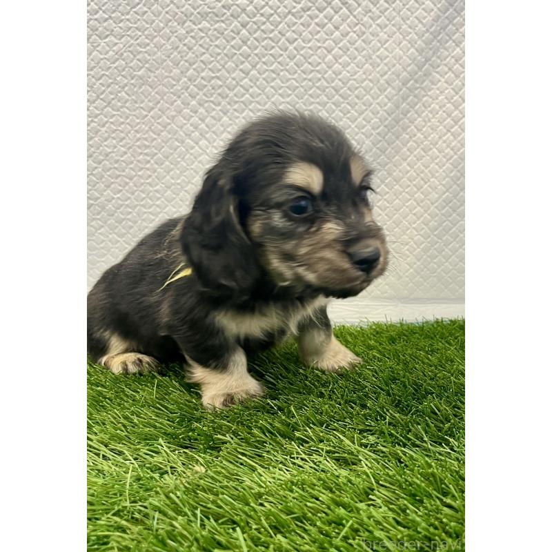 販売中の群馬県のミニチュアダックスフンド(ロングヘアード)-429581の3枚目