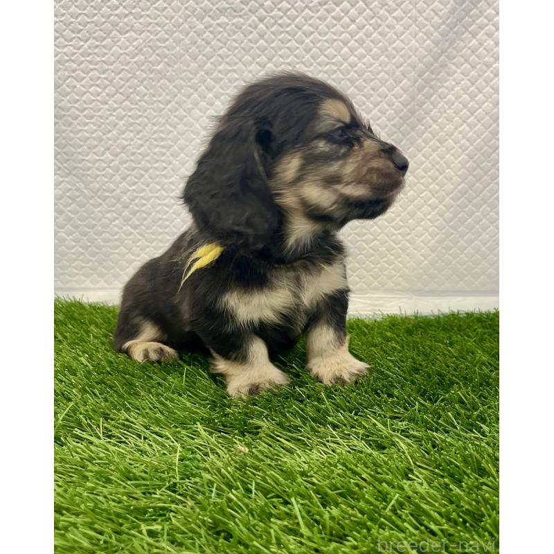 販売中の群馬県のミニチュアダックスフンド(ロングヘアード)-429581の2枚目