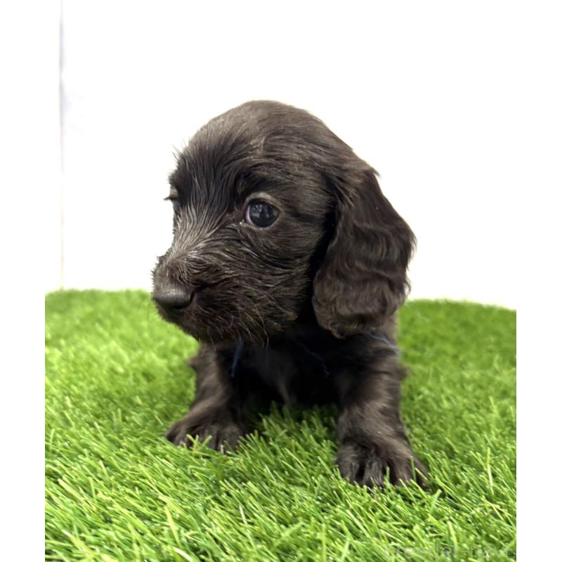 販売中の群馬県のミニチュアダックスフンド(ロングヘアード)-429582の4枚目