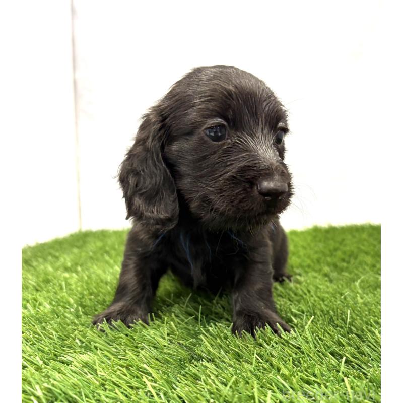 販売中の群馬県のミニチュアダックスフンド(ロングヘアード)-429582の3枚目