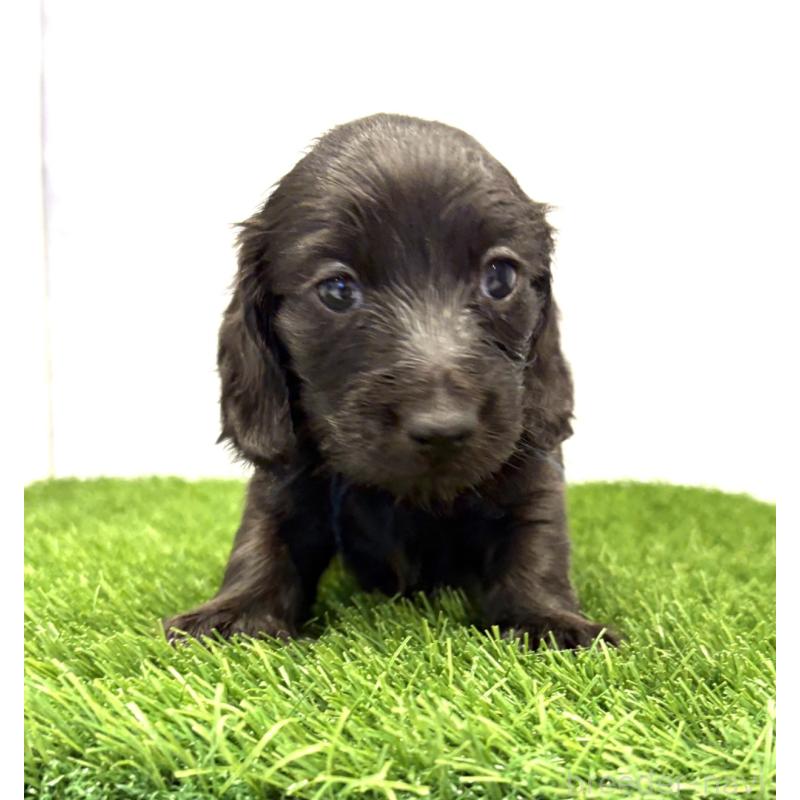 販売中の群馬県のミニチュアダックスフンド(ロングヘアード)-429582の2枚目