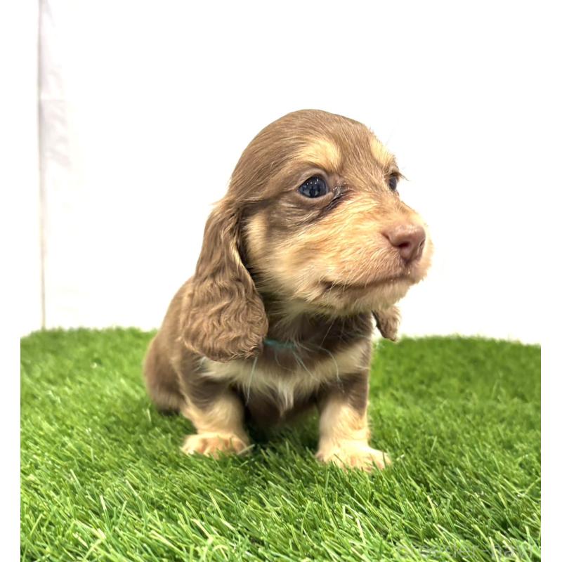 販売中の群馬県のミニチュアダックスフンド(ロングヘアード)-429584の4枚目