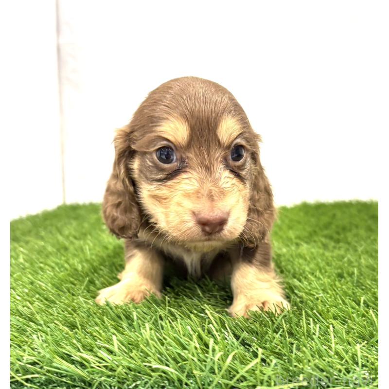 販売中の群馬県のミニチュアダックスフンド(ロングヘアード)-429584の3枚目