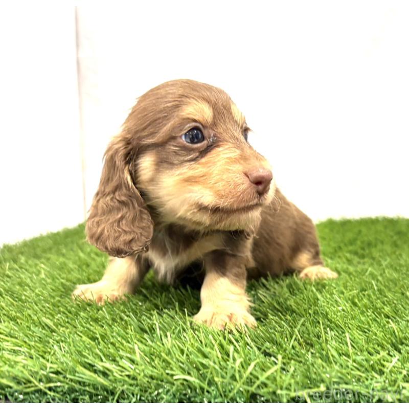 販売中の群馬県のミニチュアダックスフンド(ロングヘアード)-429584の2枚目