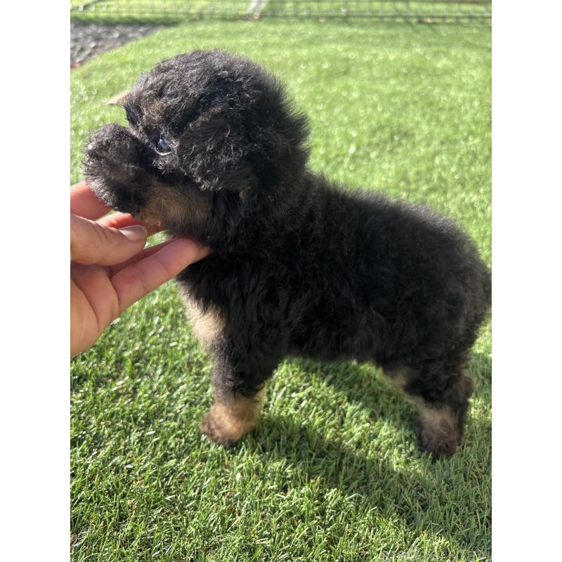 販売中の熊本県のティーカッププードル-429586の3枚目