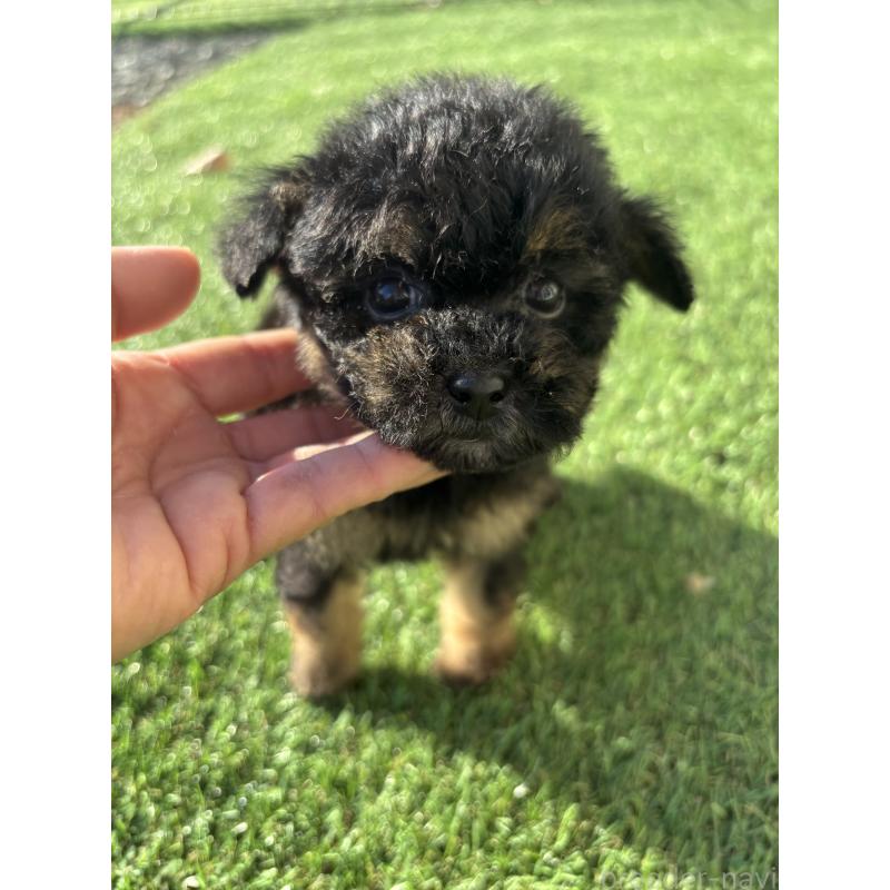 販売中の熊本県のティーカッププードル-429586の2枚目