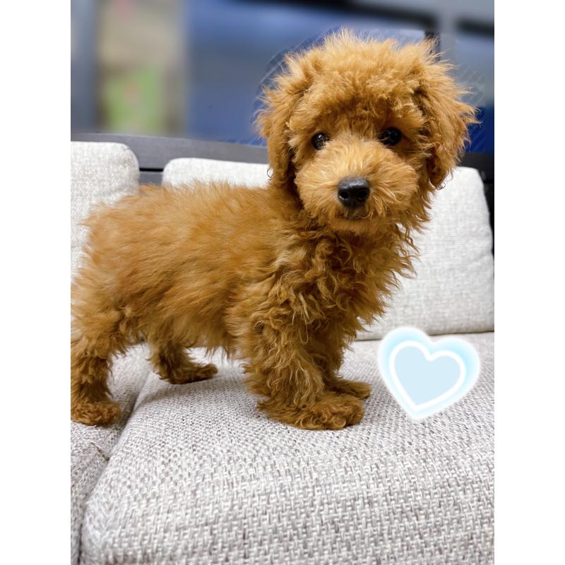 販売中の東京都のティーカッププードル-421339の3枚目