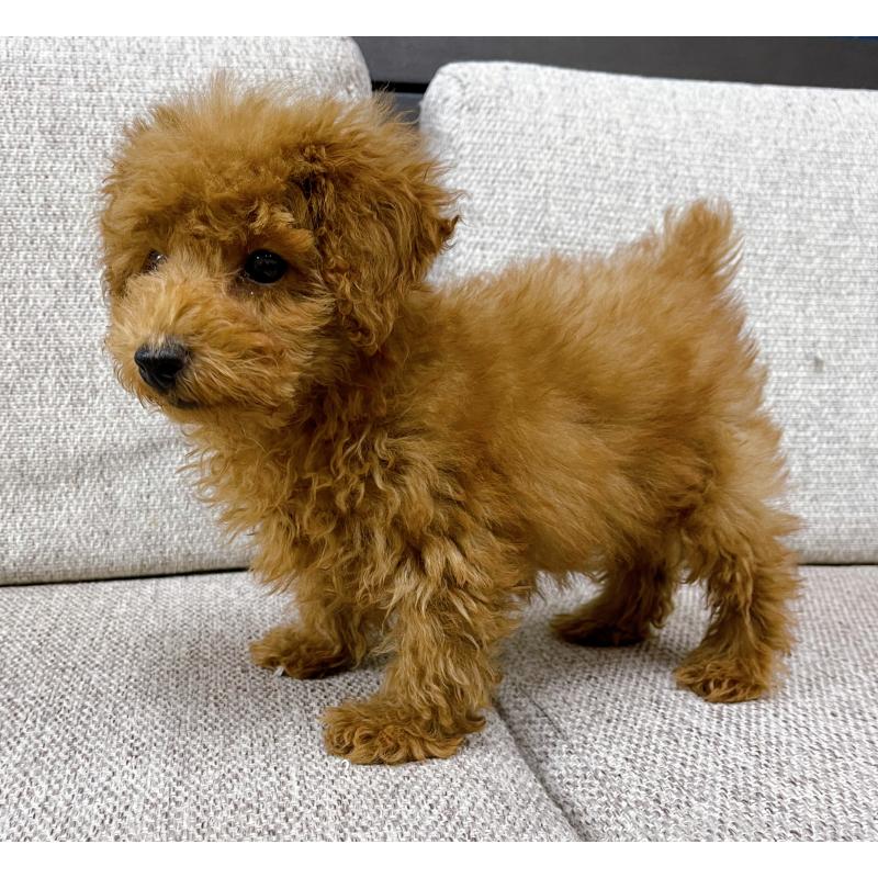 販売中の東京都のティーカッププードル-421339の2枚目