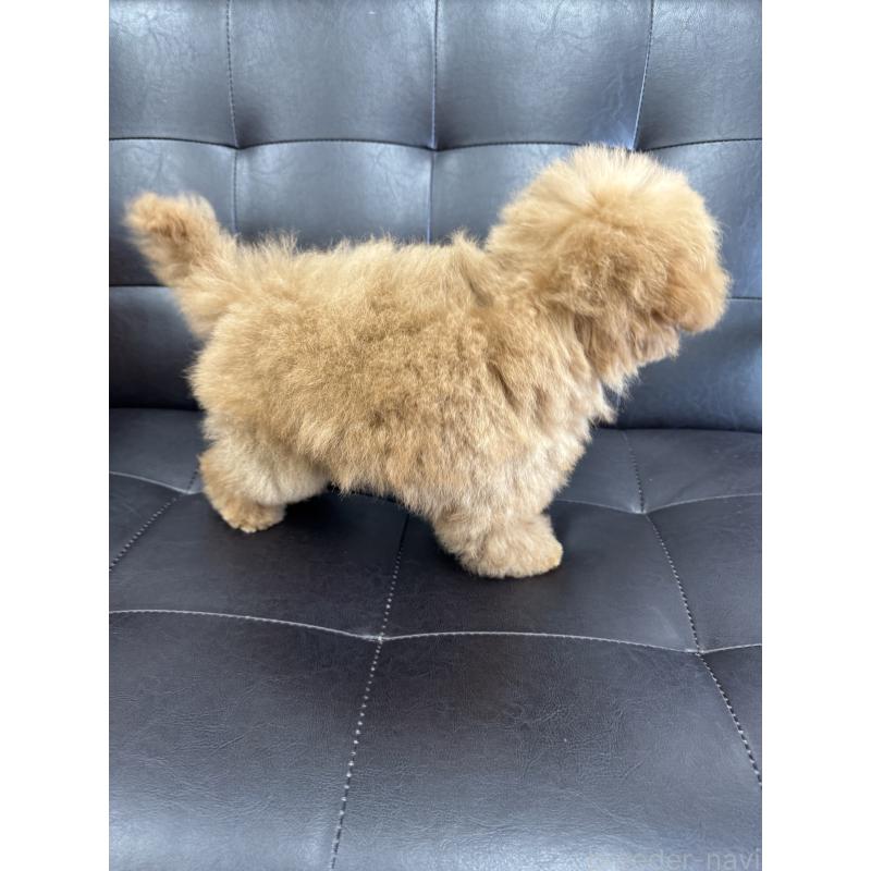 販売中の茨城県のトイプードル-421773の3枚目